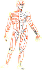 Adobe Illustrator Artwork Sketch vector illustration of human anatomy design for school lessons
