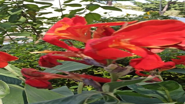 red canna lily in the garden