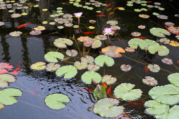 A water lily grows in a fresh water pond.