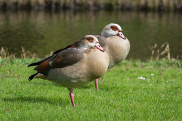 A pair of adult Nile or Egyptian geese (Alopochen aegyptiaca) resting on the bank of a canal - 770894928