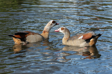 A pair of adult Egyptian or Nile geese (Alopochen aegyptiaca) swims in the lake - 770895378