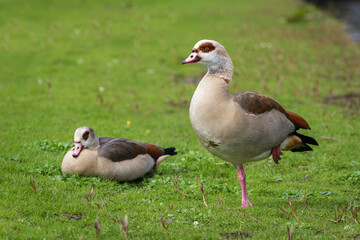 An adult male Nile or Egyptian goose (Alopochen aegyptiaca) stands next to a female - 770895387