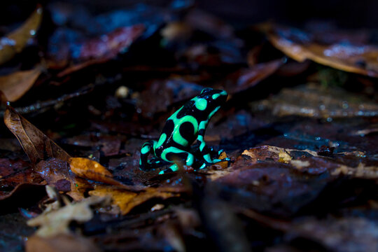 Vibrant Green and Black Poison Dart Frog, Costa Rica wildlife