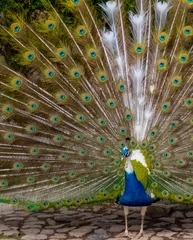 Fotobehang peacock with feathers out © Karen Warren