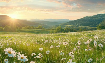 Beautiful spring landscape with a blooming meadow, daisies and green grass in the foreground. view of beautiful nature at sunrise or sunset. A panorama of a valley, hills and forest in the background