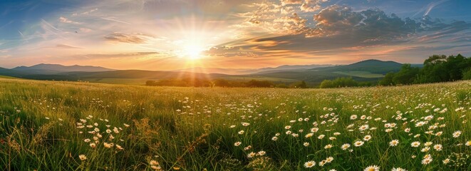 Beautiful spring landscape with a blooming meadow, daisies and green grass in the foreground. view...