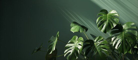 The leaves of a monstera plant are radiantly glowing in the sunlight, showcasing the beauty of this terrestrial plant under the bright rays