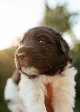 Rescue Dog