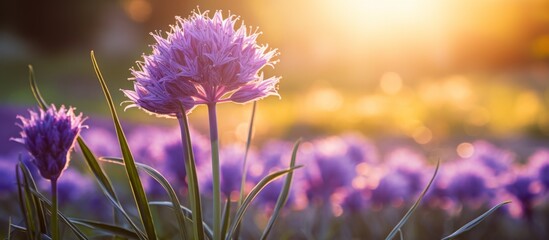 A vibrant field of purple flowers, with the sun shining through the petals of the flowering plants. The violet hues stand out against the lush green grass