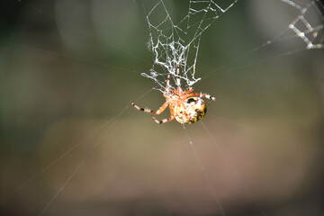 Orb Weaver in the Center of a Web