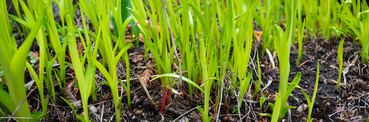 Fresh green plants grow in the fertile soil of a rural agricultural field in spring.