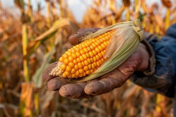 Fotobehang A farmer holds a ripe ear of corn, farming concept © Igor