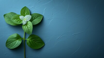   A three-leaved green plant against a blue backdrop, crowned by a small white flower