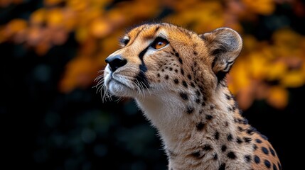   A tight shot of a Cheetah's expression, eyes focused intently, framed by tree trunk Autumnal foliage of yellows and oranges surrounds