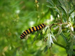 Cinnebar moth caterpillar ragwort macro