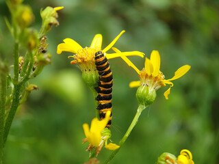 Cinnebar moth caterpillar ragwort macro