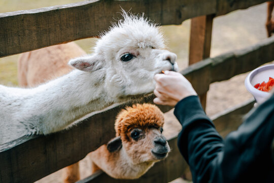 Person feeding cute alpaca from hand on a farm 