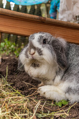 Schönes Kaninchen im Garten in ihrem Element