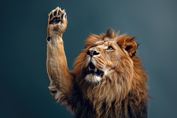 funny surprised lion raising hand