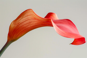 Graceful curve of a single red leaf on a grey background