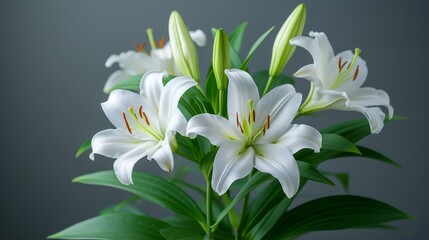 Fototapeta na wymiar A bouquet of white lilies with green leaves against a gray backdrop in a vase, set against a gray background
