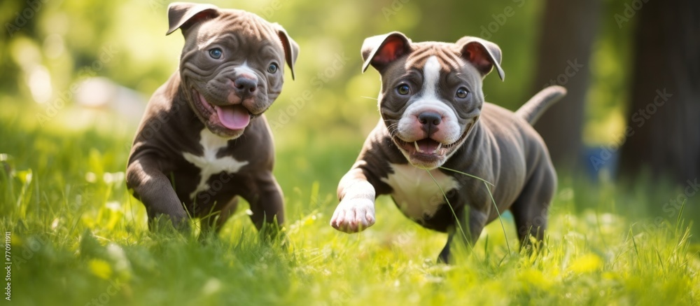 Canvas Prints Two puppies, a fawn and a companion dog, chase each other through the grassy meadow. The excited carnivores playfully romp in their natural habitat