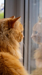 Contemplative Cat by the Window