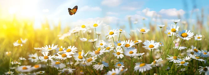 Fototapeten Sunlit field of daisies with fluttering butterflies. Chamomile flowers on a summer meadow in nature, panoramic landscape © Rana