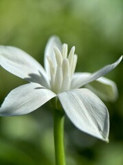 close up of a white flower