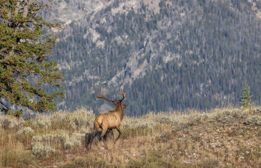 Bull Elk During the Rut in Autumn in Grand Teton National Park Wyoming