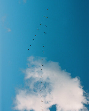 Bright clear sky with birds