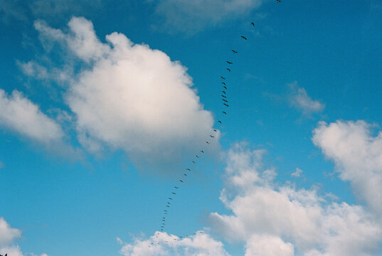 Bird migration