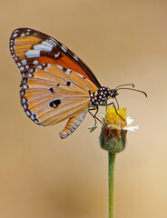 Kleiner Monarch an einer Blüte