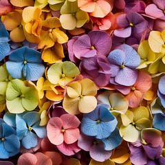 Beautiful colorful Hydrangea flowers