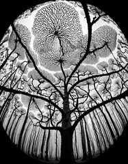 Mystical Mycelial Masterpiece: Exploring the Intricate Fungal Network in Black and White | This striking black and white photograph captures the intricate and mesmerizing patterns of a mycelial n - obrazy, fototapety, plakaty