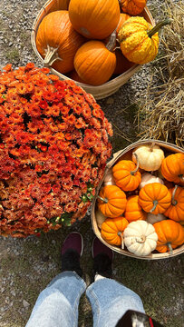 UGC POV Halloween pumpkin harvest