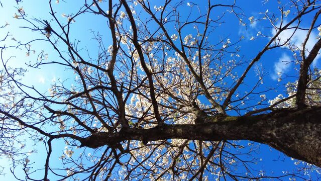 Ipes white tree flowering grove with selective focus in the municipality of Marilia