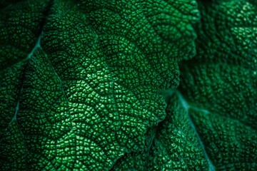 flesh dark green burdock leaf macro photo for background