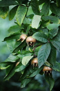 Medlar tree with fruit