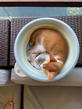 sleeping ginger kitten in a bowl. UGS