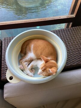 sleeping ginger kitten in a bowl. UGS