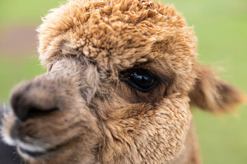 close up of a alpaca