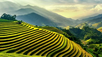 Fotobehang rice terraces in island © Angga