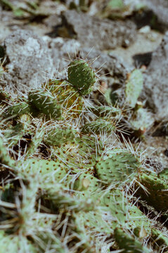Scorching summer cactus: organic chaos in close-up