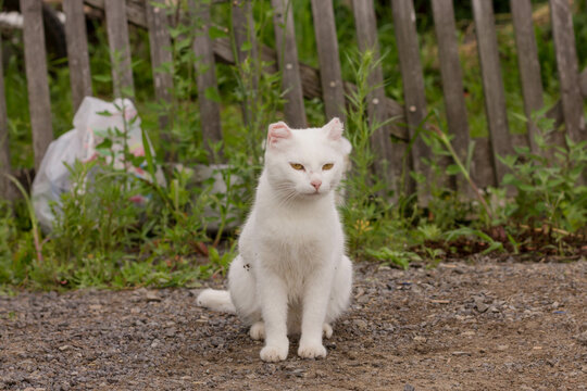 A cat living in the country. Street cat. A white cat with scars sits against the background of a fence