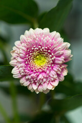 Close up of a Gerbera (cultigen)flower