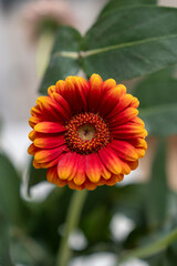 orange flower with dew drops