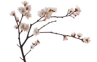 blossom isolated on white transparent background PNG 