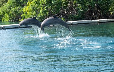 TWO BEAUTIFUL DOLPHINS SWIMMING IN WATER AT NATURE PARK XCARET IN PLAYA DEL CARMEN, MEXICO