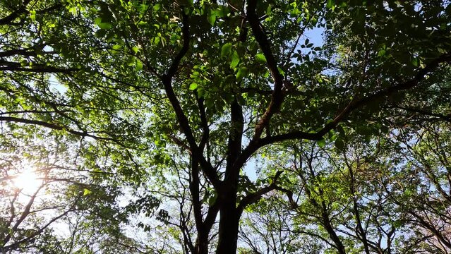 leaves of the white Ipe (Tabebuia roseo-alba) in Brazil. These are Brazilian trees, the Tupi-Guarani language ipe means tree with thick bark and tabebuia is wood that floats.